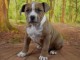 adorable chiot american staffordshire terrier 