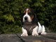 adorable chiot basset hound