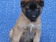 adorable chiot berger belge