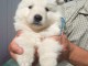 adorable chiot berger blanc suisse 