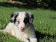  adorable chiot border collie