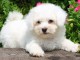 adorable chiot bichon frisé 