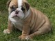 adorable chiot bulldog anglais