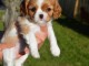 adorable chiot cavalier king charles 