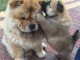 chiot chow chow a donner