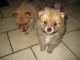 chiots spitz a donner