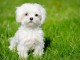 chiot bichon maltais a donner