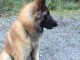 berger malinois a donner