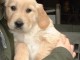 adorables chiots golden a donner