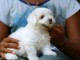 adorable chiot coton de tulear