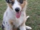 chiots berger australiens a donner