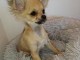 chiots chihuahua a donner