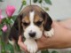 chiot beagle a donner