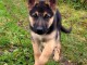 chiot berger allemand a donner