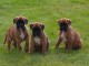 beau chiot boxer a donner