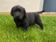 chiots labrador a donner