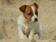 Chiots jack russel femelle/Mâle à adopter
