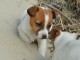 Chiots Jack Russel femelle a donner