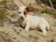 Chiots Jack Russel femelle a donner