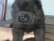 ADOPTION MAGNIFIQUE CHIOTS TYPE CHOW CHOW