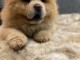 PEKINOIS MAL & FEMELLE DISPONIBLE DE SUITE 