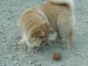 ADOPTION MAGNIFIQUE CHIOTS TYPE CHOW CHOW