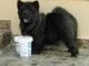 Adorables chiots de race chow-chow disponibles de suite