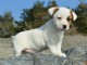 Chiots Jack Russel femelle a donner