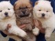 ADOPTION MAGNIFIQUE CHIOTS TYPE CHOW CHOW