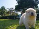 Adorables chiots de race chow-chow disponibles de suite