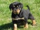 Magnifique et adorable chiot rottweiller