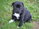 adorable chiot american stafforshire bull terrier