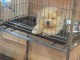 Adorables chiots de race chow-chow disponibles de suite