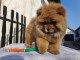 ADOPTION MAGNIFIQUE CHIOTS TYPE CHOW CHOW