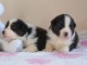 Je donne Chiots Berger Australien 