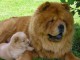 adorables chow chow a donner