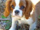 chiot cavalier king a donner