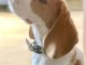 chiot beagle pour famille