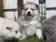 chiots pomsky a donner