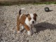 chiot staffordshire a donner