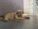 bebe cane corso a donner