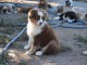 Magnifique Chiots Berger Australien à donner