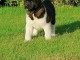 Chiots type Akita a ceder