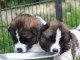 Chiots type Akita a ceder