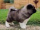 Chiots type Akita a ceder