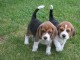 Chiots Beagle POUR ADOPTION 