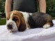 Je donne Chiots Basset Hound