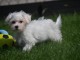 chiot bichon maltais femelle a donner