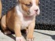 adorable chiot american staffordshire terrier 