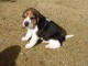 Magnifique et adorable chiot beagle